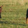 Här är då bildbeviset på hur en heeler är lika snabb som en kelpie!
En heeler kan givetvis flyga medans en kelpie är tvungen att springa!