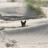 En lycklig Råttis tittar upp bakem en sanddyn!