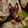 Bobbe (Kelpie) 9 veckor gammal