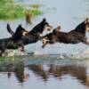 The Flying Sea Heelers