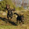 Lacey, Bethie, Albert 