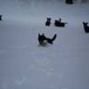 Visst är det roligt att få se hundar leka i snön. Framför allt om man såg att det var hundar!